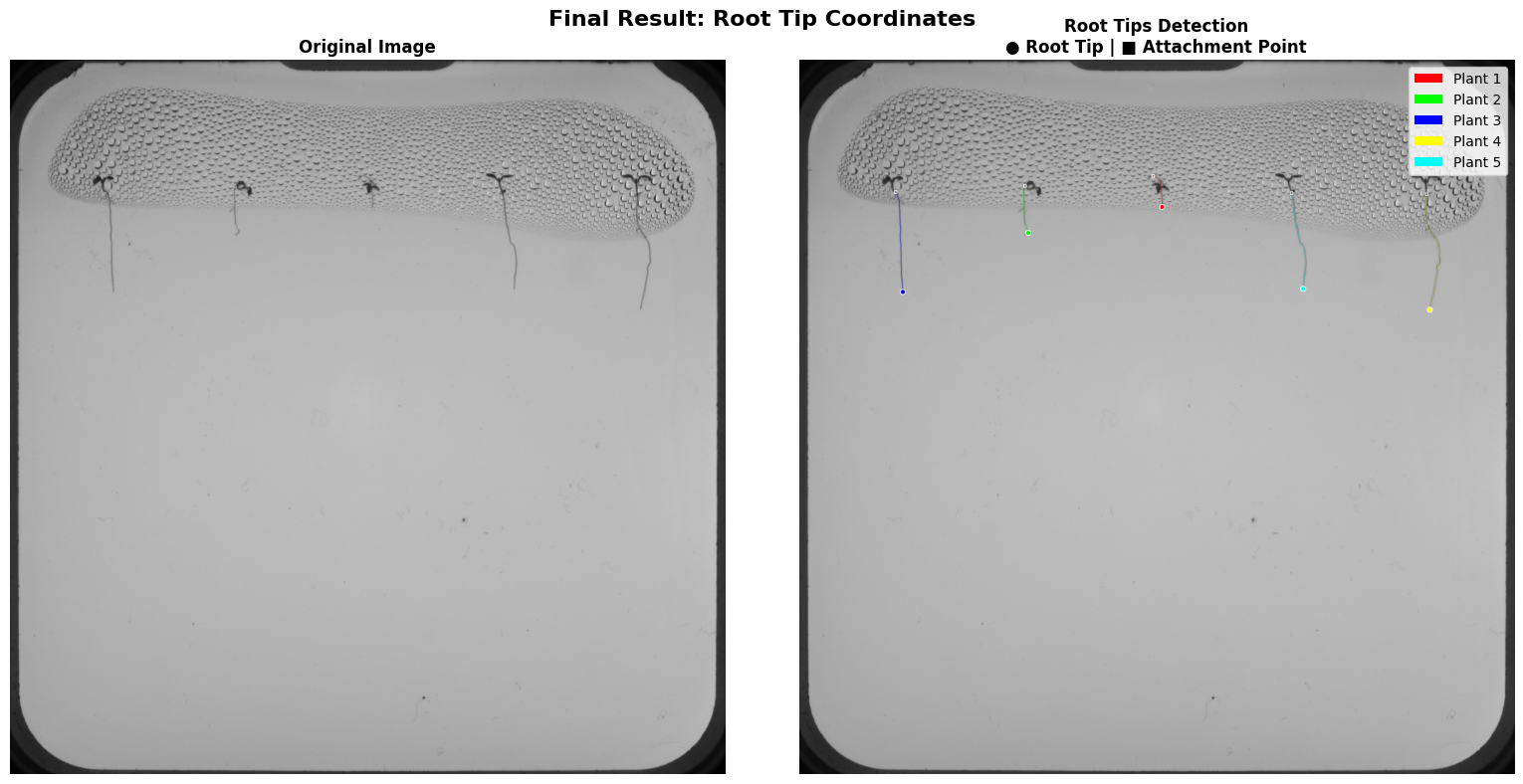 Root tip coordinates overlaid on segmented plants