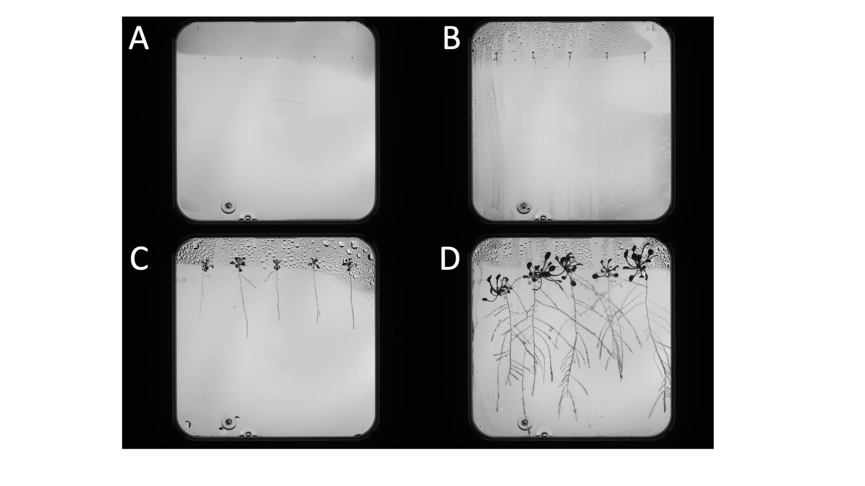 Sample raw images from the Hades system